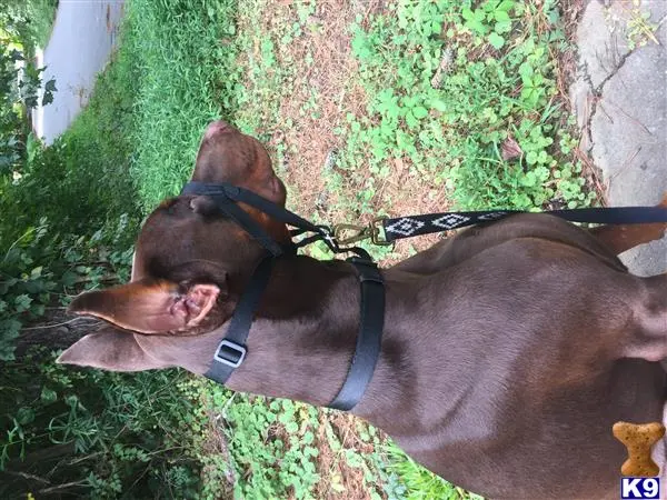 Doberman Pinscher stud dog: a doberman pinscher dog with a leash on its neck