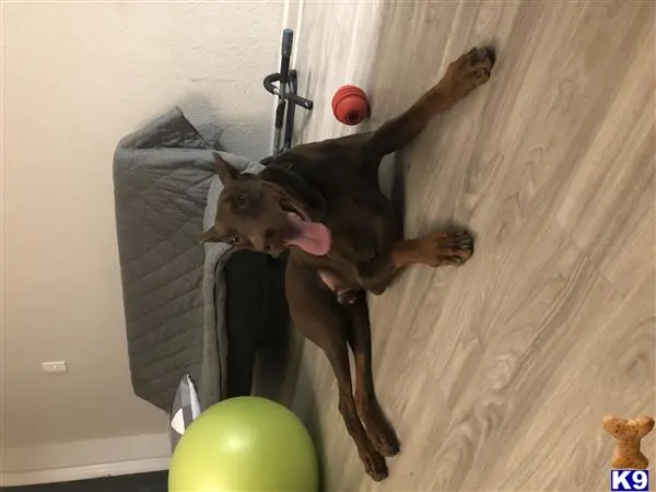 Doberman Pinscher stud dog: a doberman pinscher dog jumping in the air