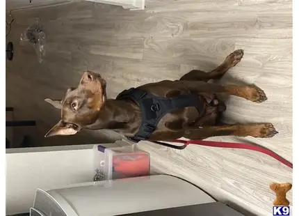 Doberman Pinscher stud dog: a doberman pinscher dog lying on a bed