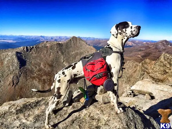 Great Dane stud dog