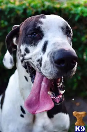 Great Dane stud dog