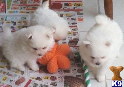 pomeranian puppy posted by elisajose