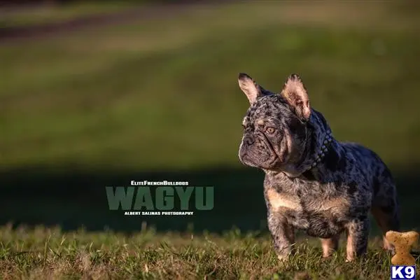 French Bulldog stud dog