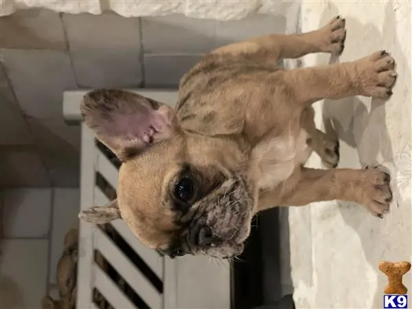 French Bulldog puppy for sale