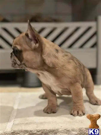 French Bulldog puppy for sale