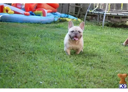 a small french bulldog dog running in a grassy area