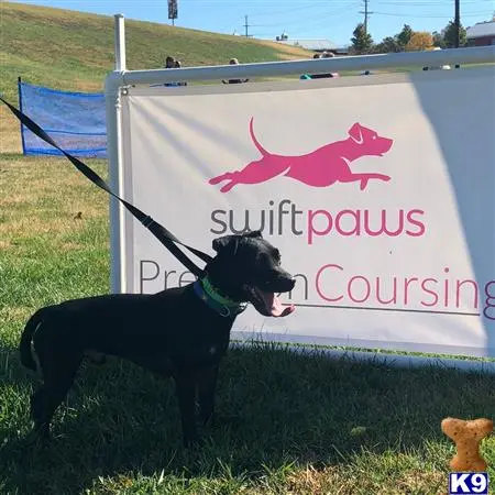 Patterdale Terrier stud dog