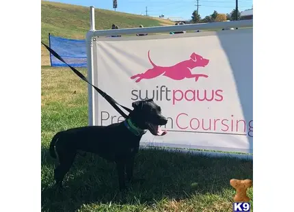 a patterdale terrier dog on a leash in front of a sign