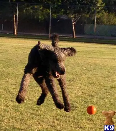 Poodle stud dog