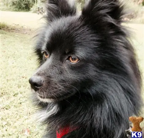 Pomeranian stud dog: a black pomeranian dog with brown eyes