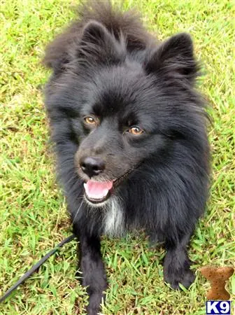 Pomeranian stud dog: a black pomeranian dog with a stick in its mouth