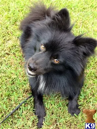 Pomeranian stud dog: a black pomeranian dog on grass