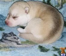 siberian husky puppy posted by elizabeth452