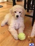 Poodle