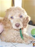 Poodle