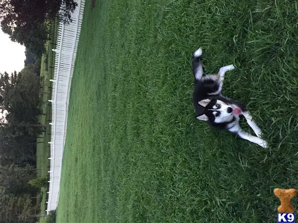 Siberian Husky stud dog