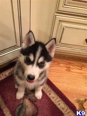 Siberian Husky stud dog