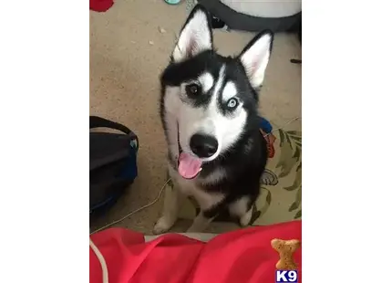 Siberian Husky