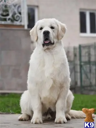 Golden Retriever stud dog: a white golden retriever dog sitting on a sidewalk