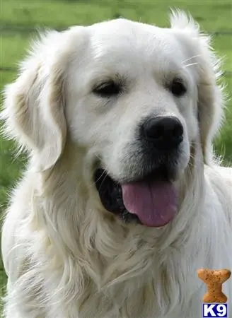 Golden Retriever stud dog: a white golden retriever dog with its tongue out