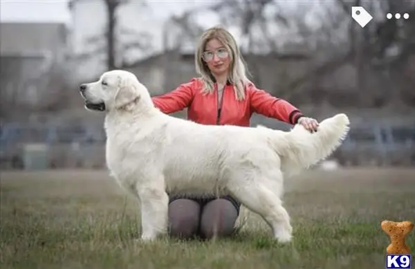 Golden Retriever stud dog: a person sitting on a white golden retriever dog
