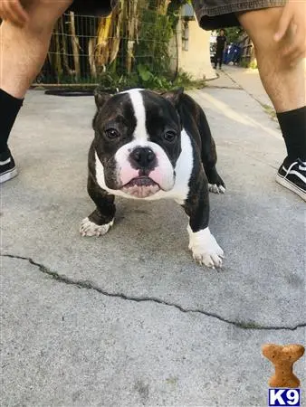 American Bully stud dog