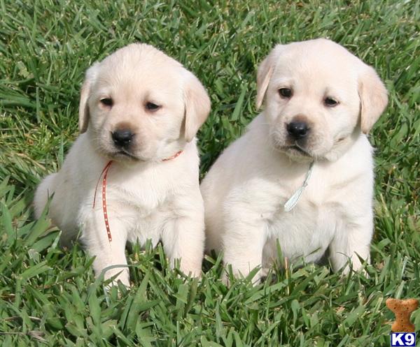white golden retriever puppies for sale southern california labrador puppy images white golden retriever puppies for sale southern california labrador puppy images