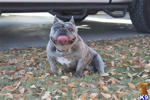 French Bulldog stud dog