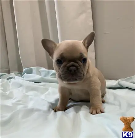 French Bulldog puppy for sale