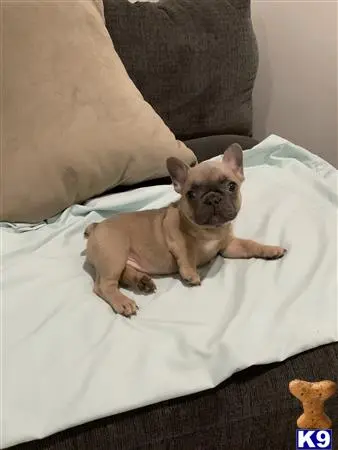 French Bulldog puppy for sale