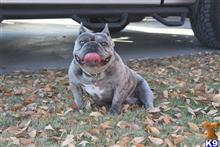 French Bulldog