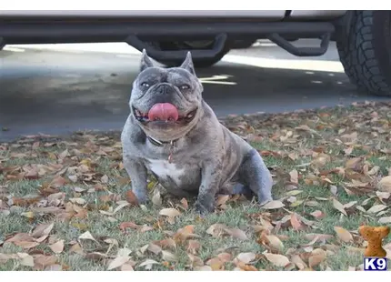 French Bulldog