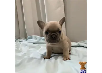 French Bulldog