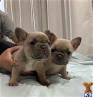 french bulldog puppy posted by ellecat29