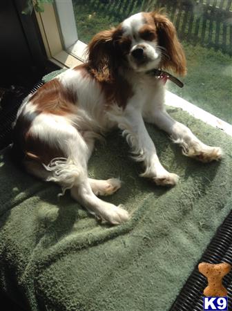 Cavalier King Charles Spaniel