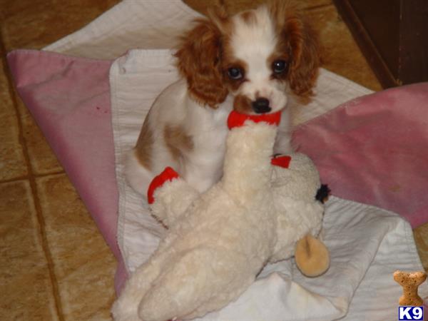 Cavalier King Charles Spaniel