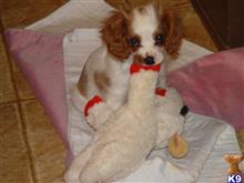 cavalier king charles spaniel puppy posted by elliepayne49