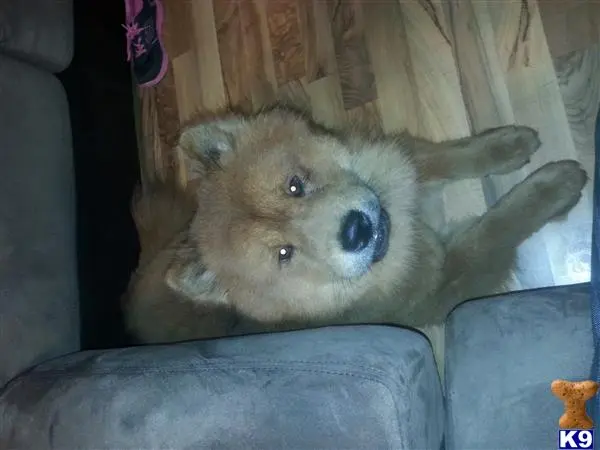 Chow Chow stud dog