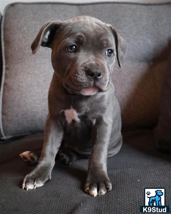a staffordshire bull terrier dog sitting on a couch