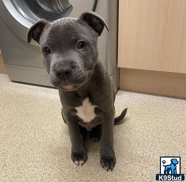 a small staffordshire bull terrier dog standing on a tile floor