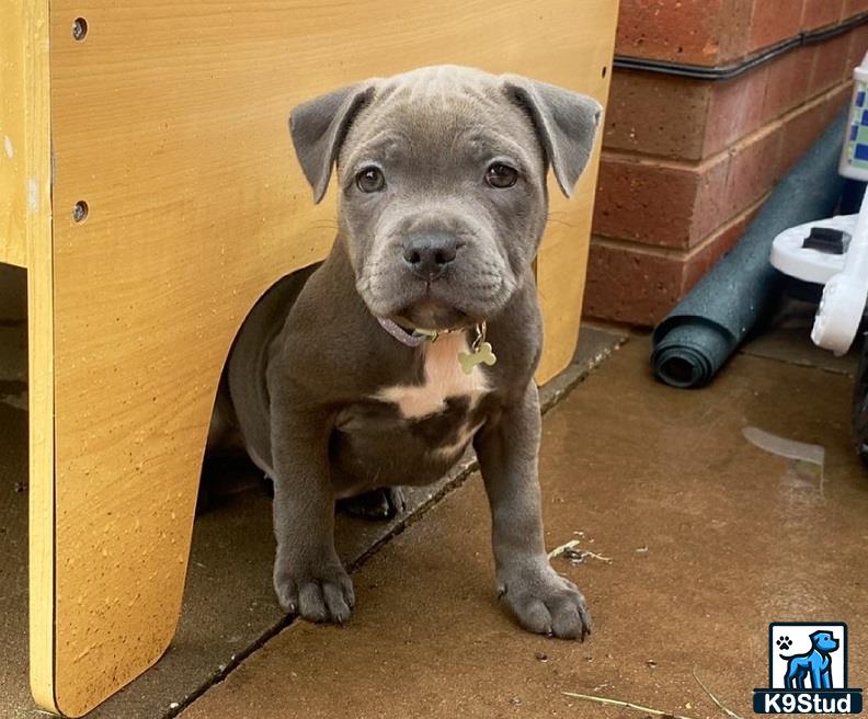 a staffordshire bull terrier dog sitting in a room