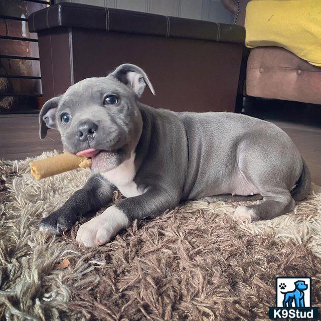 a staffordshire bull terrier dog lying on hay