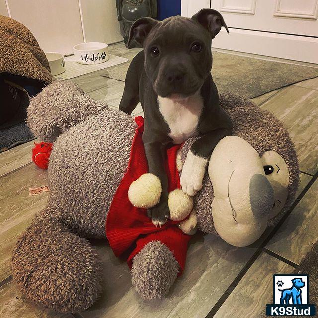 a staffordshire bull terrier dog wearing a sweater and holding a stuffed animal