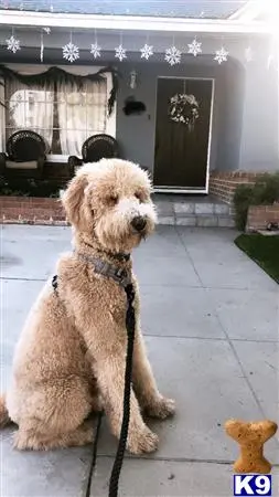 Goldendoodles stud dog