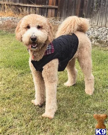 Goldendoodles stud dog