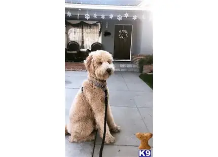 Goldendoodles