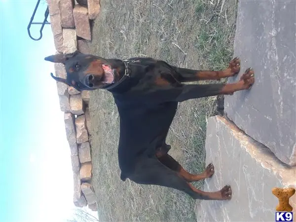 Doberman Pinscher stud dog