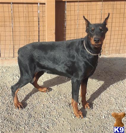 Doberman Pinscher dog