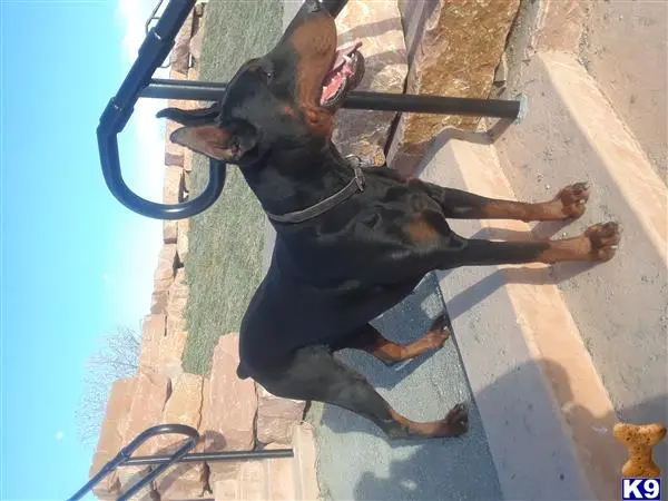 Doberman Pinscher stud dog