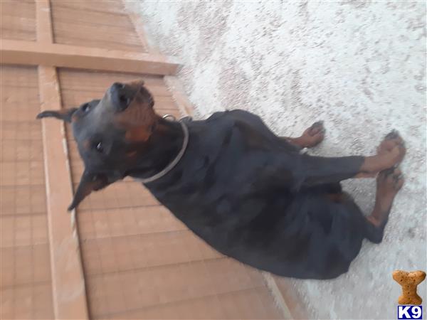 Doberman Pinscher dog